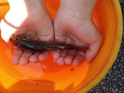 夏休みの思い出つくり