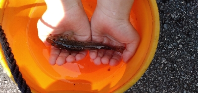 夏休みの思い出つくり