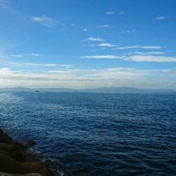 タコ青物は毎日不発