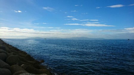 タコ青物は毎日不発