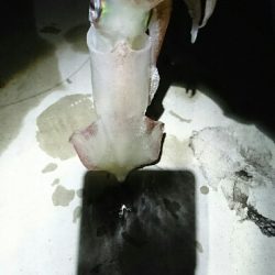 ツバイソ   ケンサキイカ