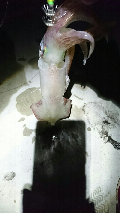 ツバイソ   ケンサキイカ