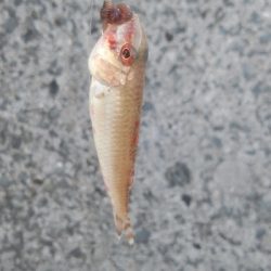 タチウオは不発