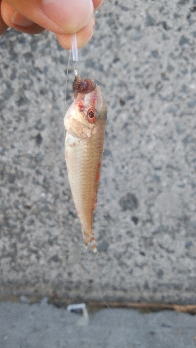 タチウオは不発