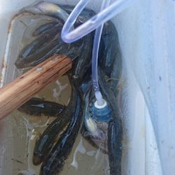 ダイソールアーでマゴチゲット！