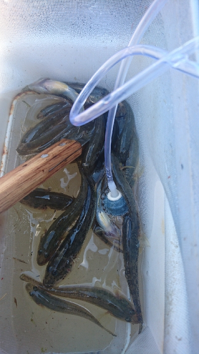 ダイソールアーでマゴチゲット！