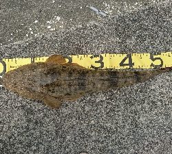 四日市・鈴鹿サーフをランガンマゴチゲーム