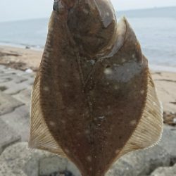 カレイ祭り!四日市サーフでマゴチゲーム!