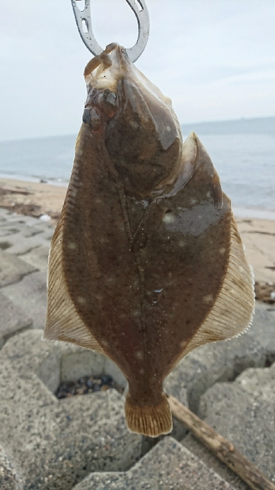 カレイ祭り！四日市サーフでマゴチゲーム！