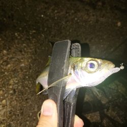 久々のアジング