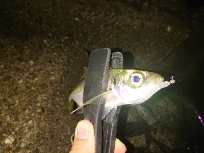 久々のアジング