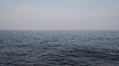 台風通過後の荒喰い