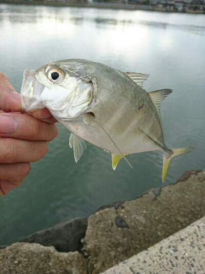 今日の釣果