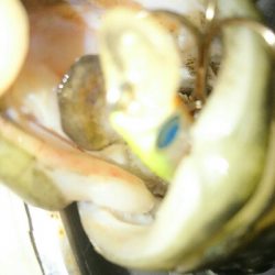 ランカー弱78センチ❗ゲット!!