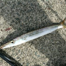 爆釣！！真っ昼間のカマスライトフィッシング