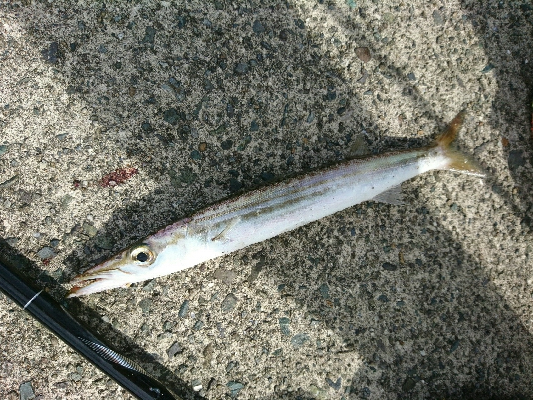 爆釣！！真っ昼間のカマスライトフィッシング