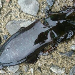 秋イカ調査！！