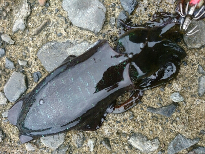 秋イカ調査！！