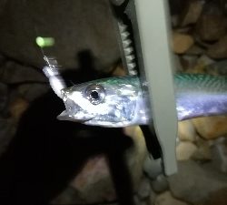 ナイトアジング