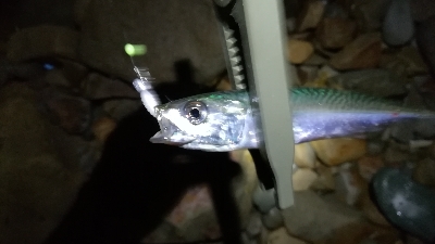 ナイトアジング