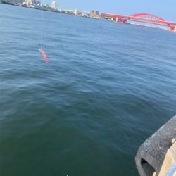 やっぱりツバスとうっかりガザミ