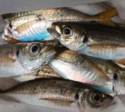 アジンガー1840〜1933 2105〜2140