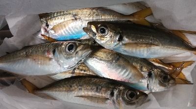 アジンガー1840〜1933 2105〜2140