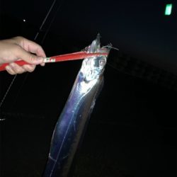 8月初日タチウオ