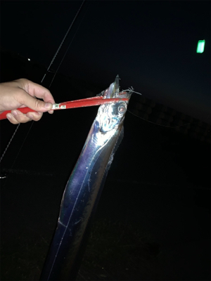 8月初日タチウオ