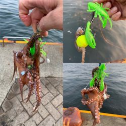 朝まづめのオクトパッシング