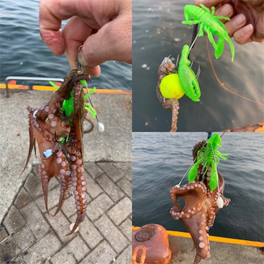 朝まづめのオクトパッシング