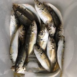 シーサイドコスモで豆アジとサッパ