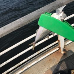 ミニサヨリ&アジげっと