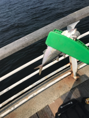 ミニサヨリ&アジげっと