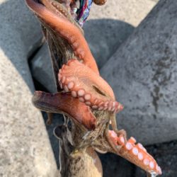 今日早起きオクトパッシング 。