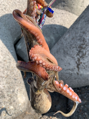 今日早起きオクトパッシング 。