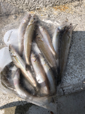 ツバスのはずが・・・