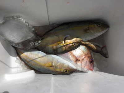 県南でカヤックフィッシング！