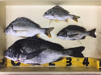 今夜のチヌはでかい！