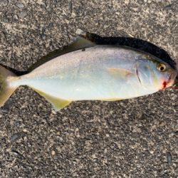 夏のライトショアジギング