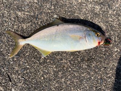 夏のライトショアジギング