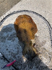 夏イカフィーバー！！三連発！！