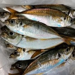 アジンガー1910〜2130