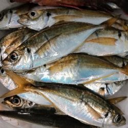 アジンガー1910〜2130