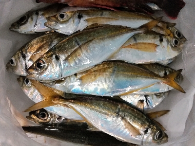 アジンガー1910〜2130