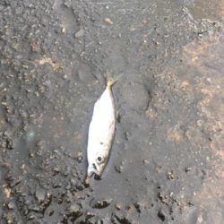 アジングのつもりが…