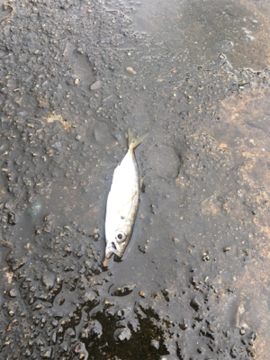 アジングのつもりが…