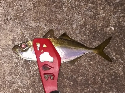 アジンガー1905〜1935 2110〜2140