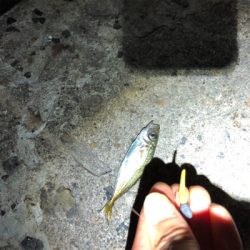 サバ、アジ、がしら