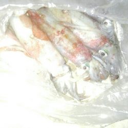 ケンサキイカ5杯！！